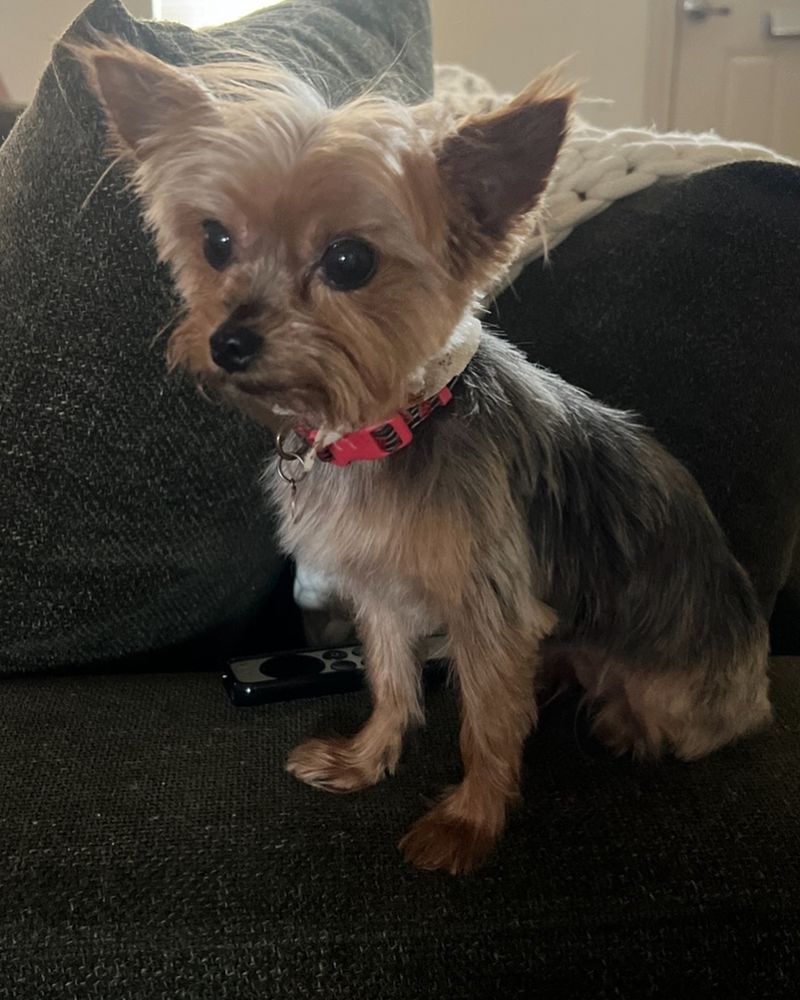 Yorkshire Terrier