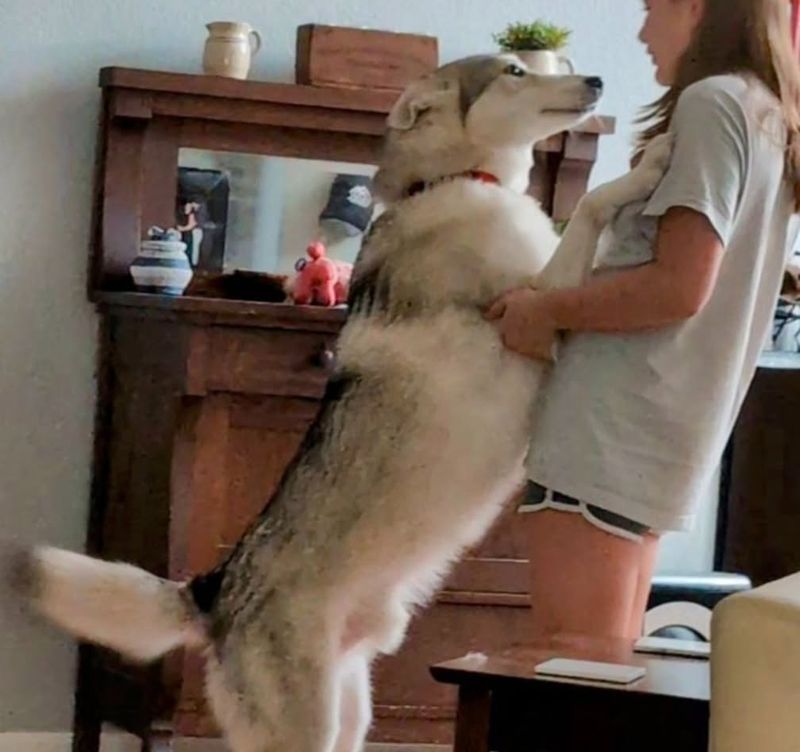 Northern Inuit Dog