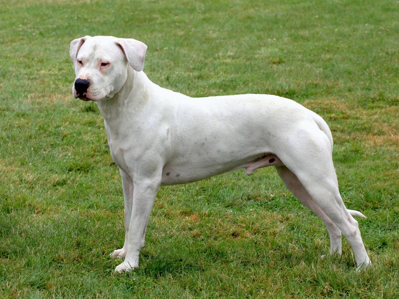 Dogo Argentino