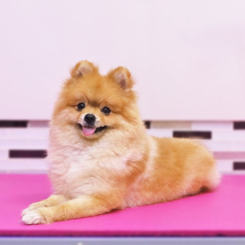 Pomeranian