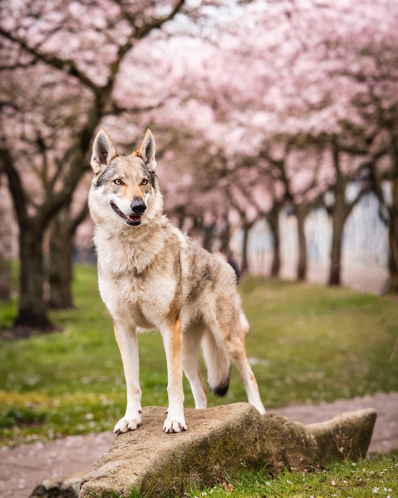 Czechoslovakian Wolfdog