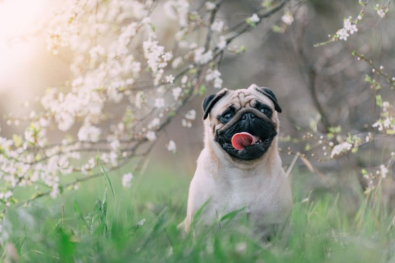 Pug