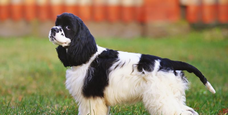 Cocker Spaniel