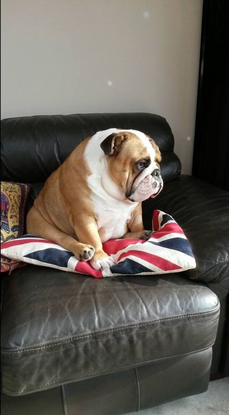 Bulldog