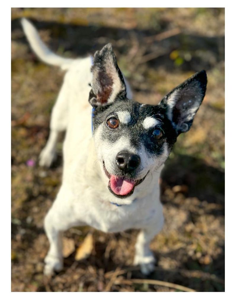 Jack Russell Terrier