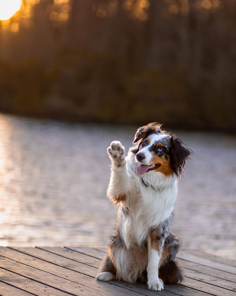 Australian Shepherd