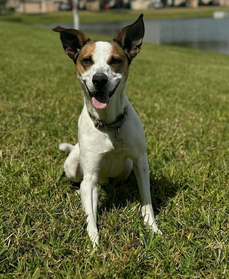 Jack Russell Terrier