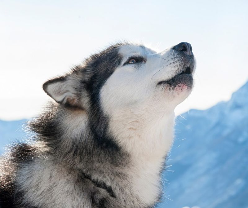 Alaskan Malamute