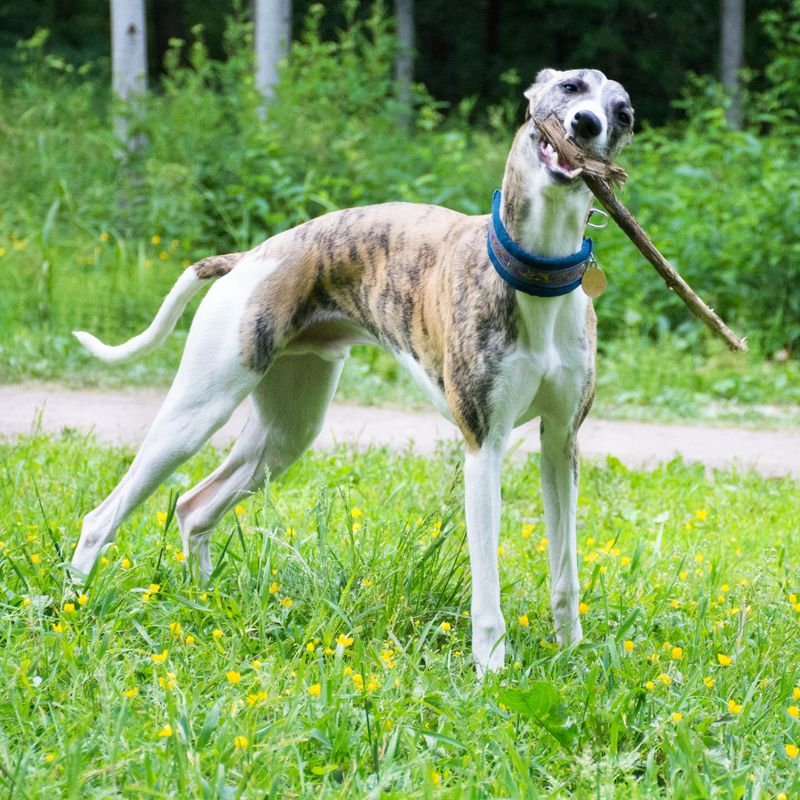 Whippet