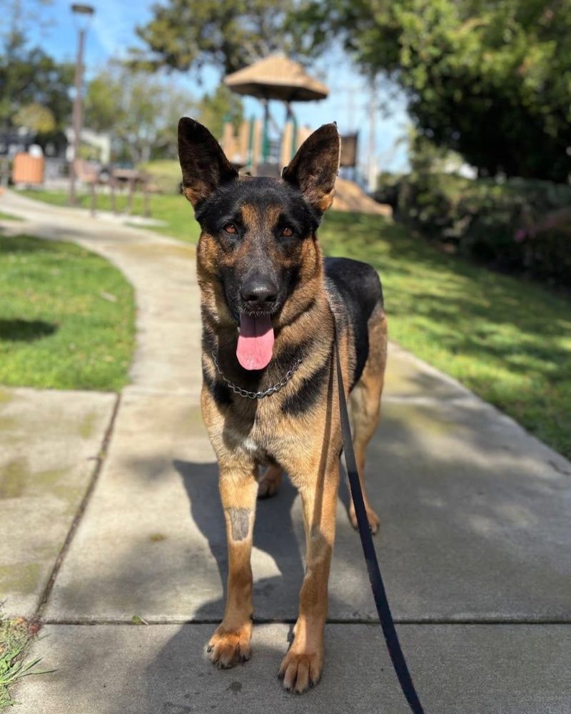 German Shepherd