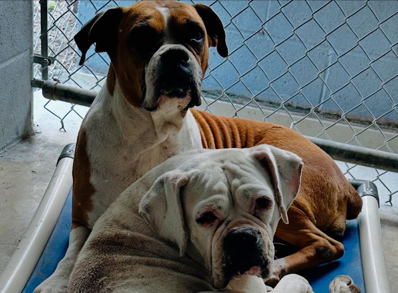 Boxer