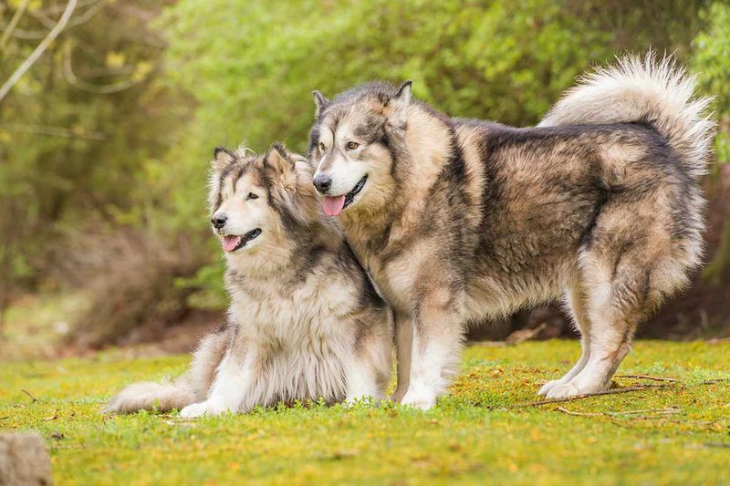 Alaskan Malamute
