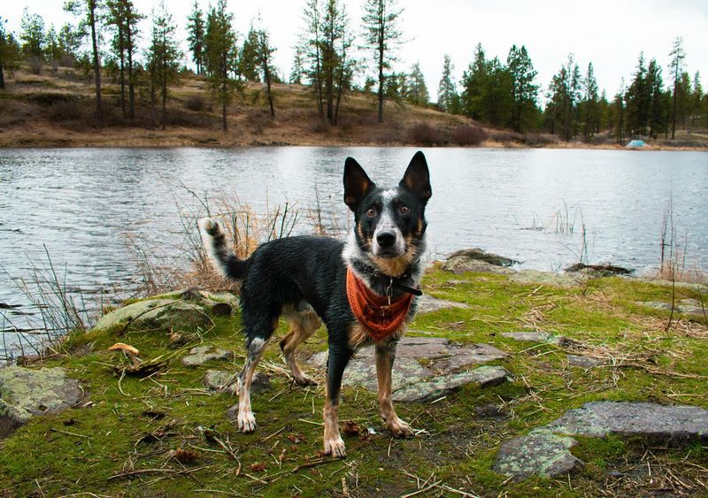 Australian Cattle Dog
