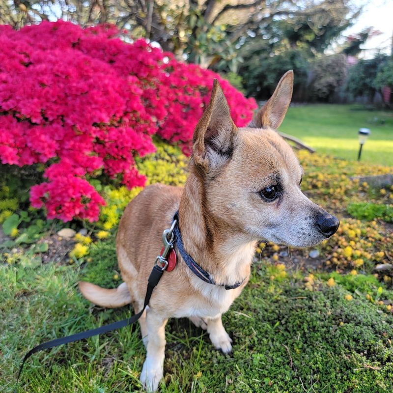 Chihuahua