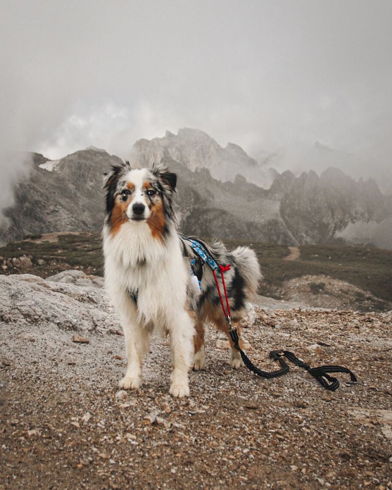 Australian Shepherd