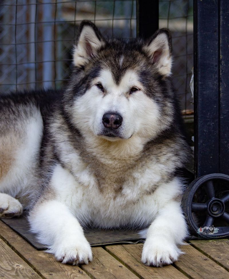 Alaskan Malamute
