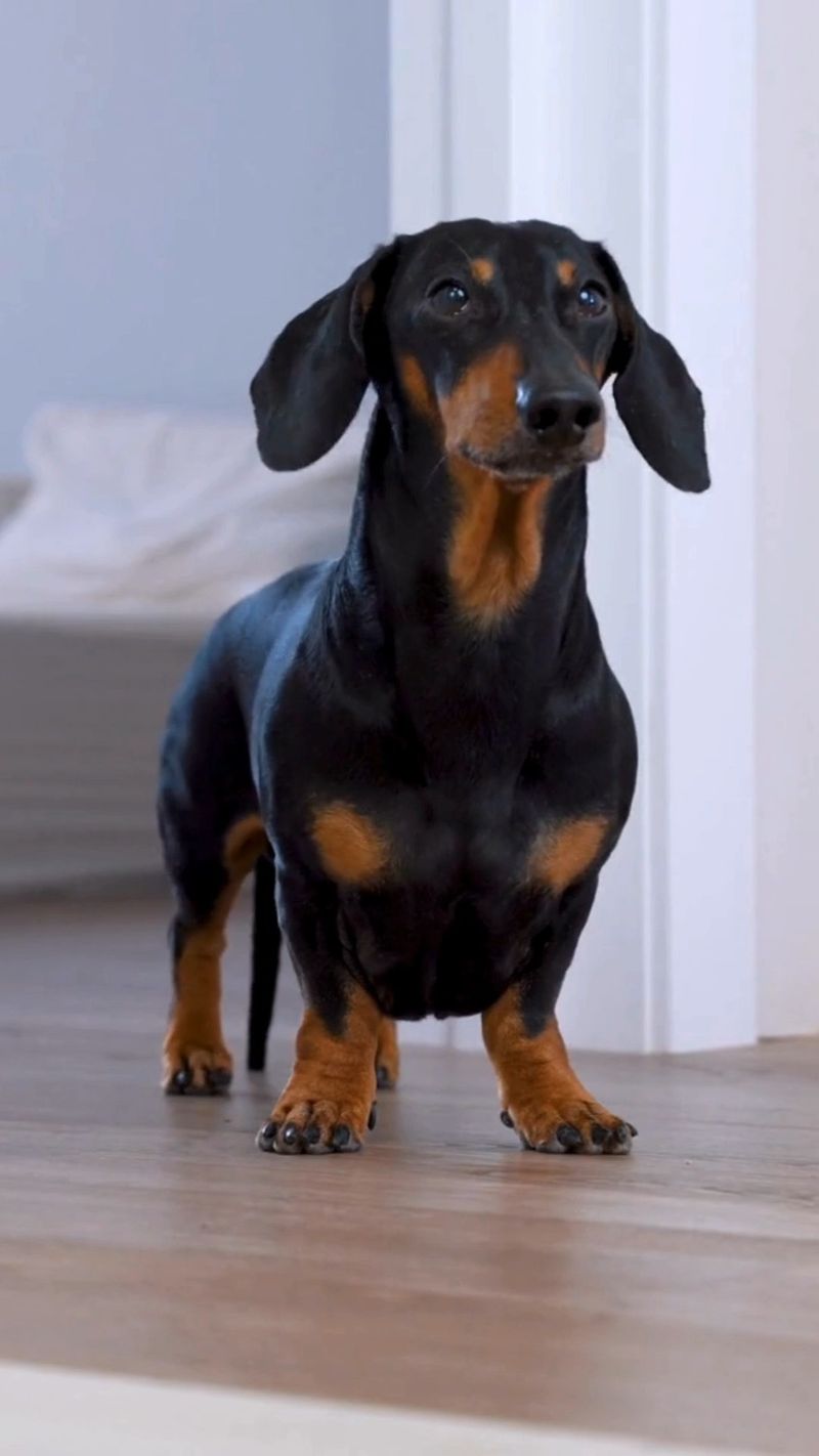 Dachshund