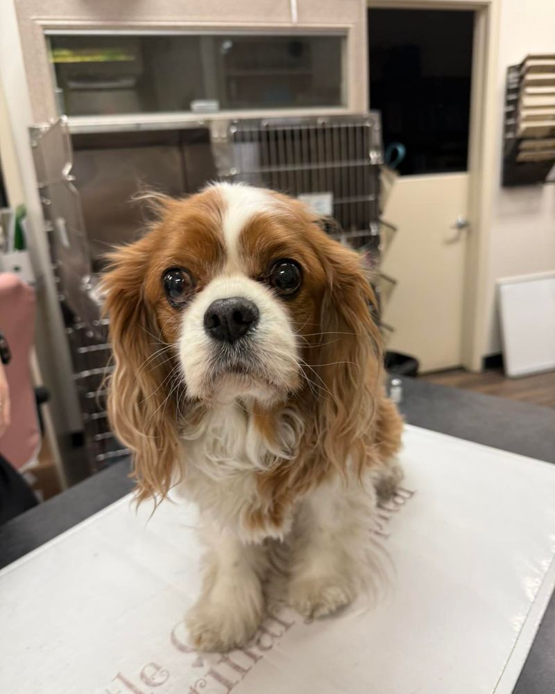 Cavalier King Charles Spaniel