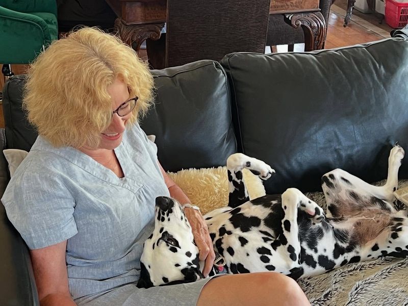 Dalmatian