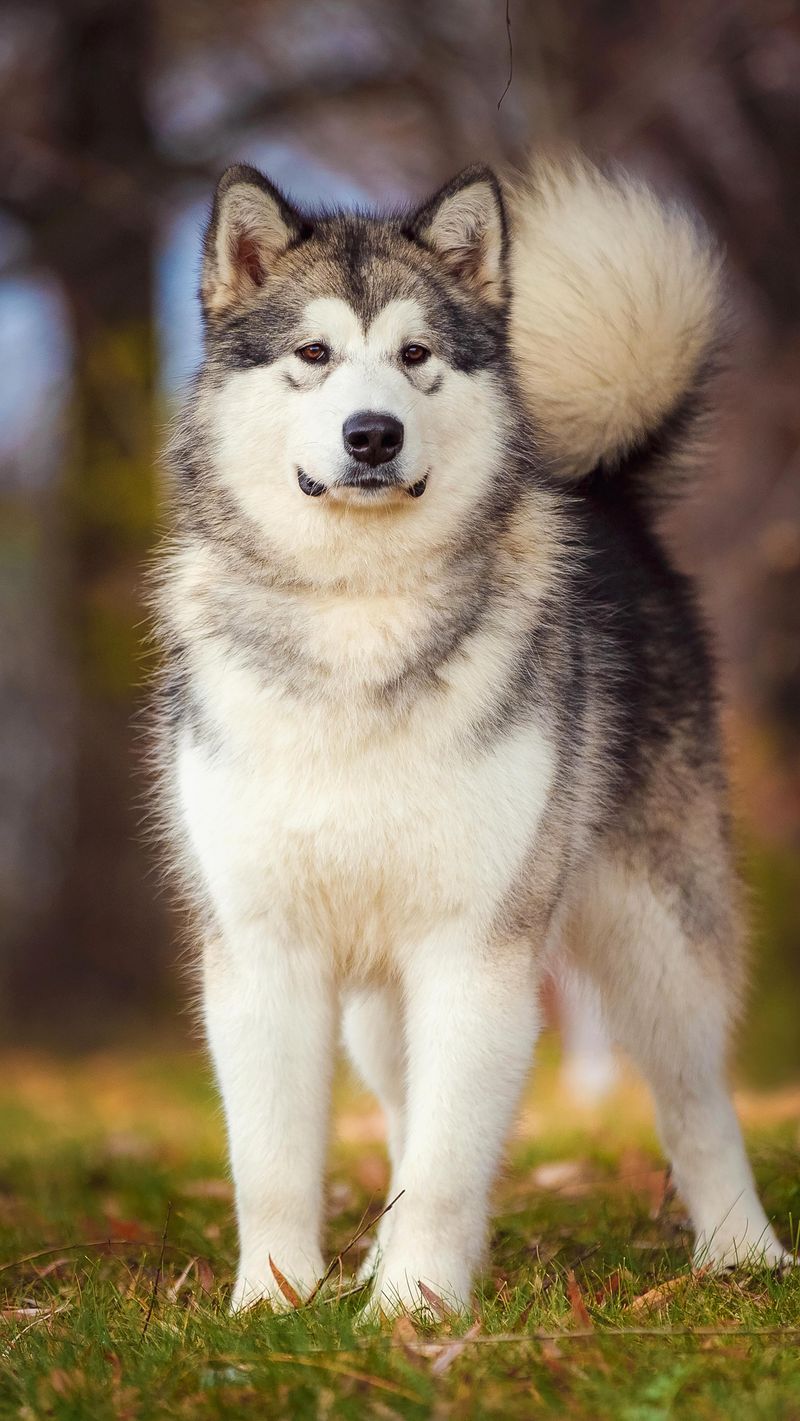 Alaskan Malamute