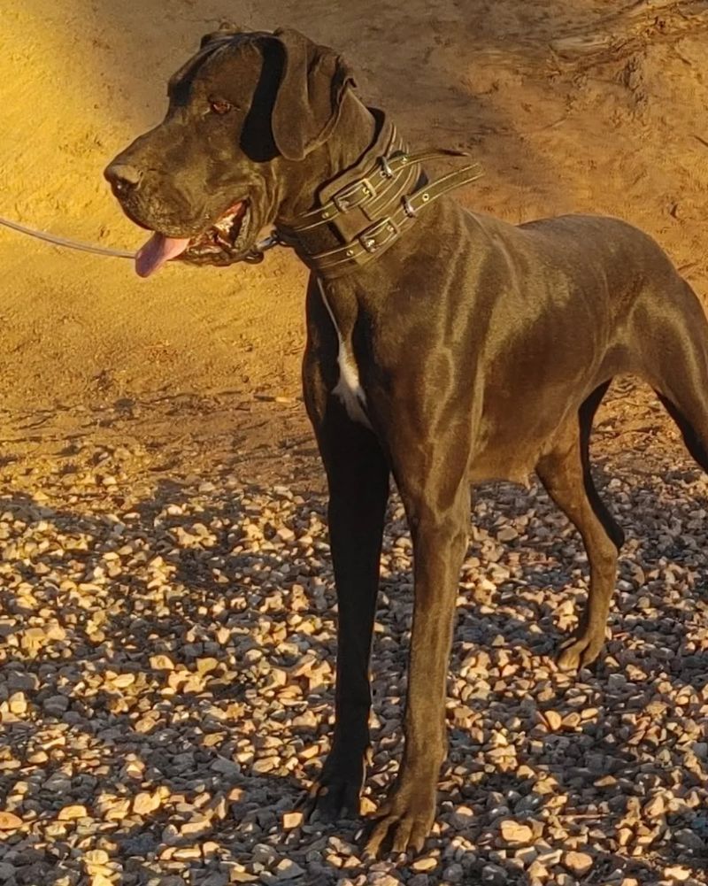 Great Dane
