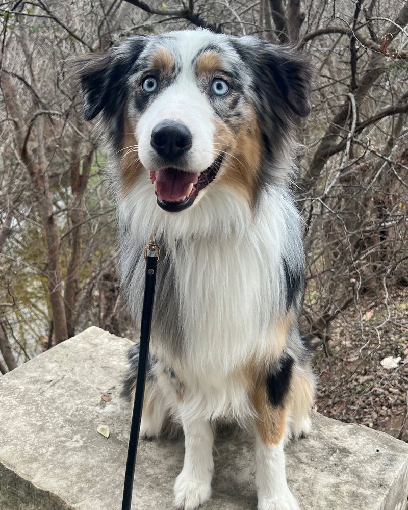 Australian Shepherd