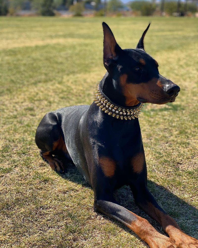 Doberman Pinscher
