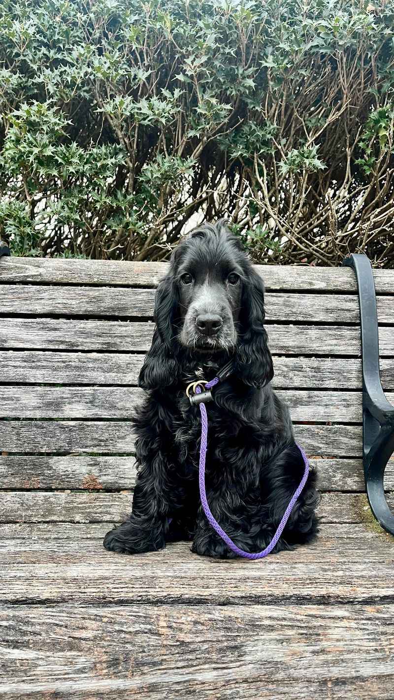 Cocker Spaniel