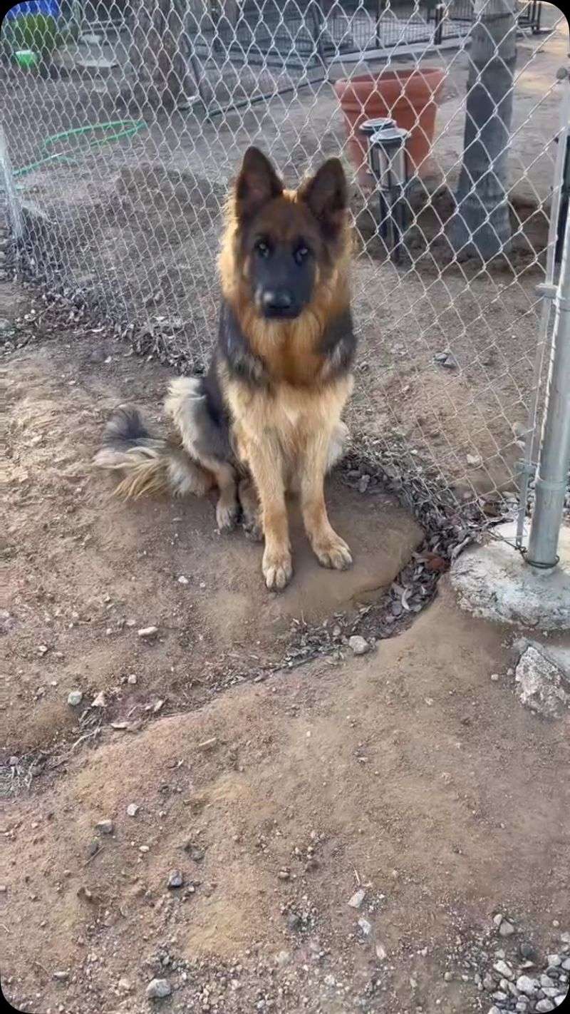German Shepherd