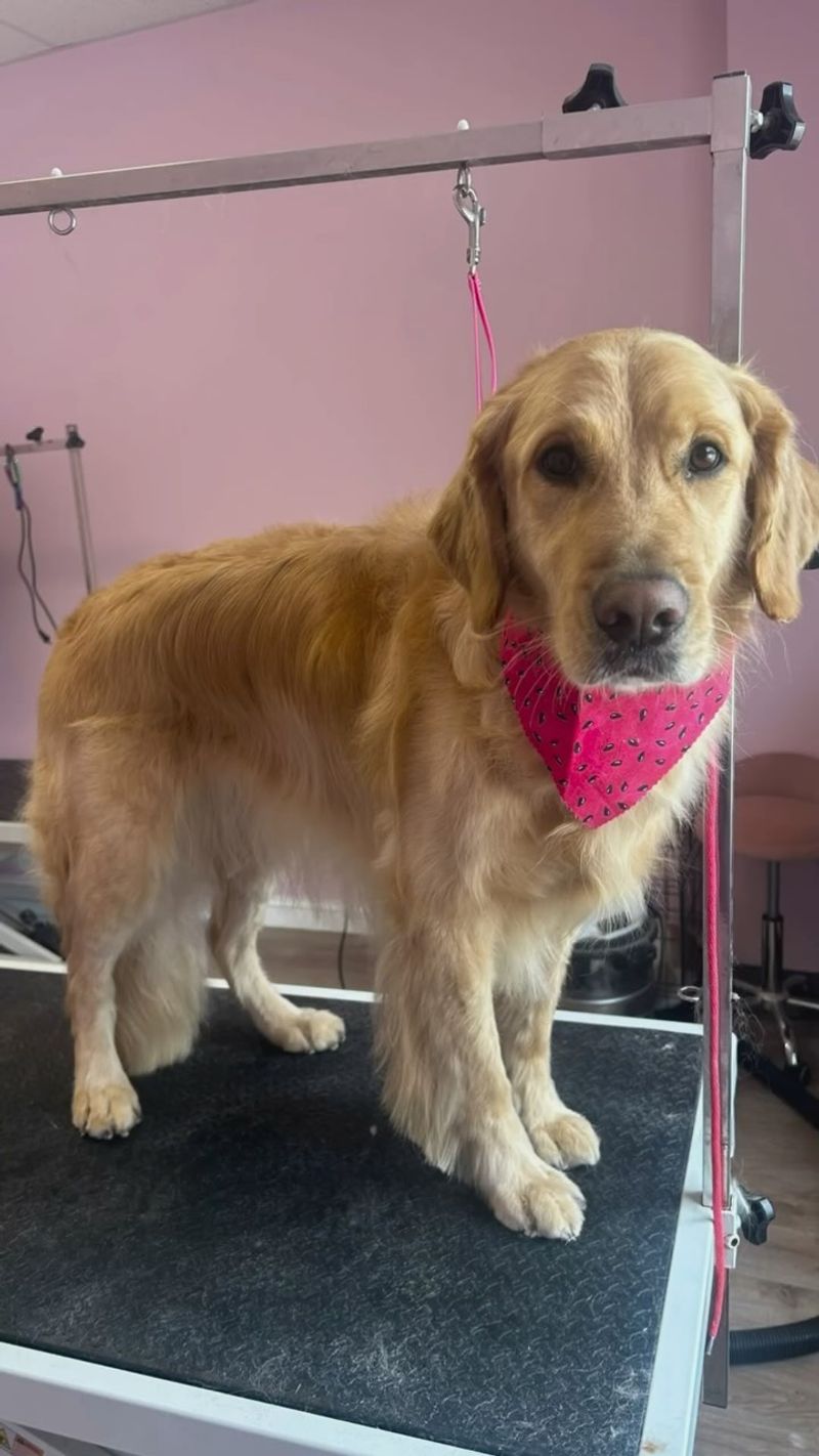 Golden Retriever