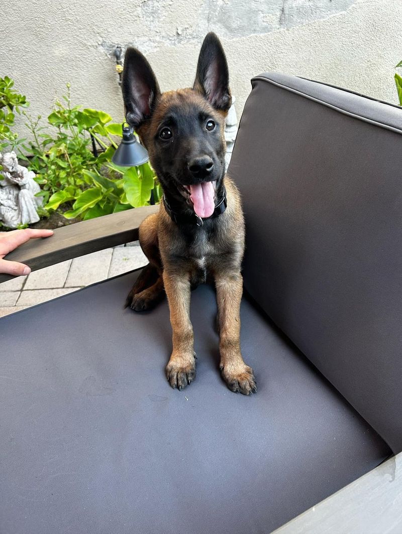 Belgian Malinois