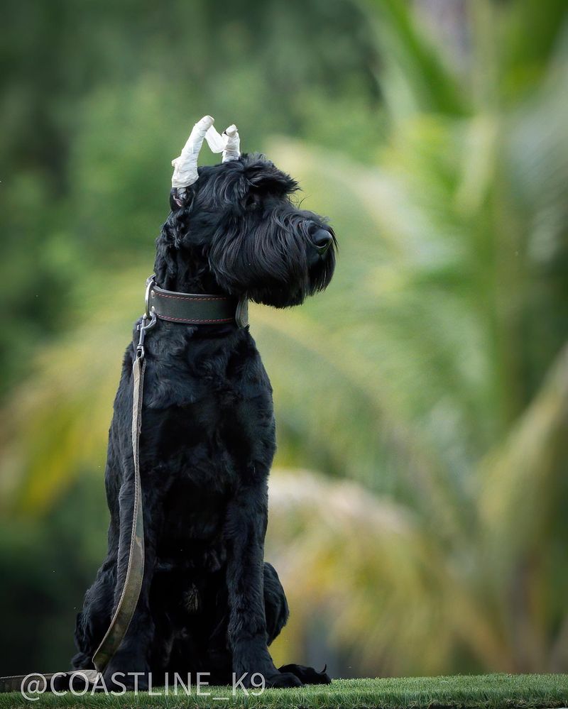 Giant Schnauzer
