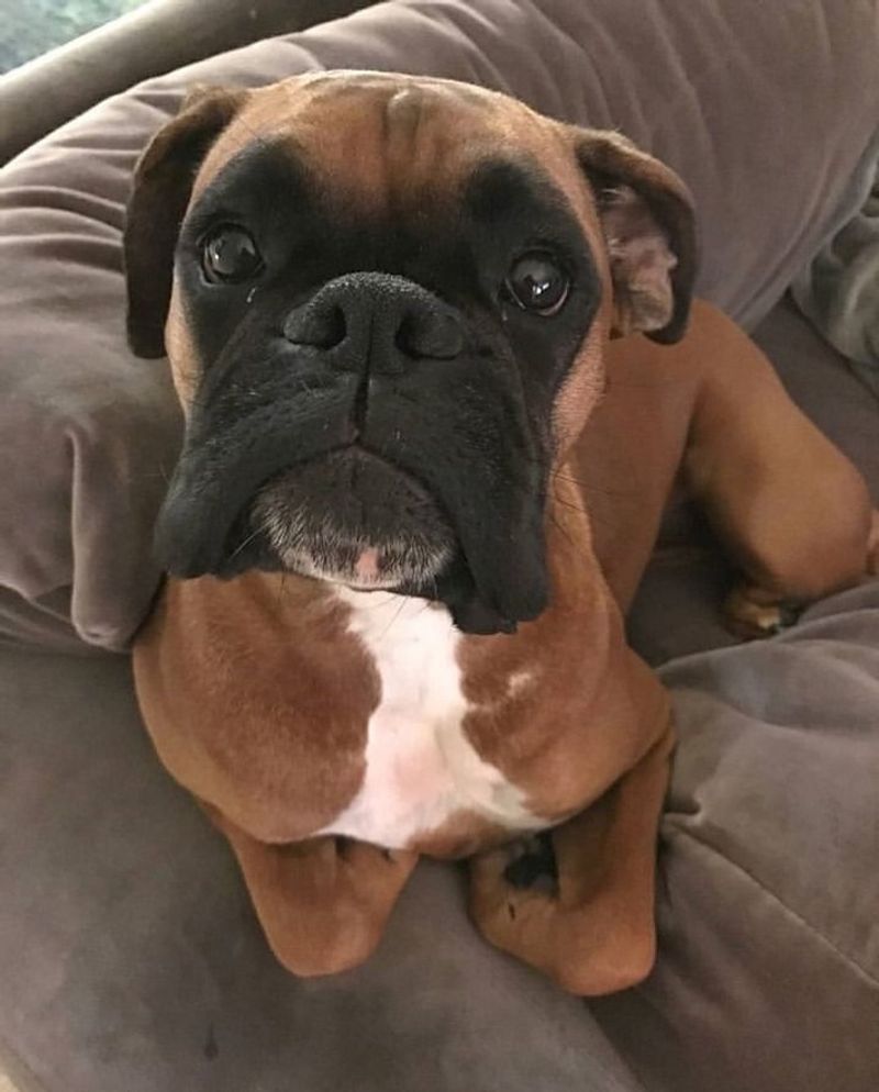 Boxer