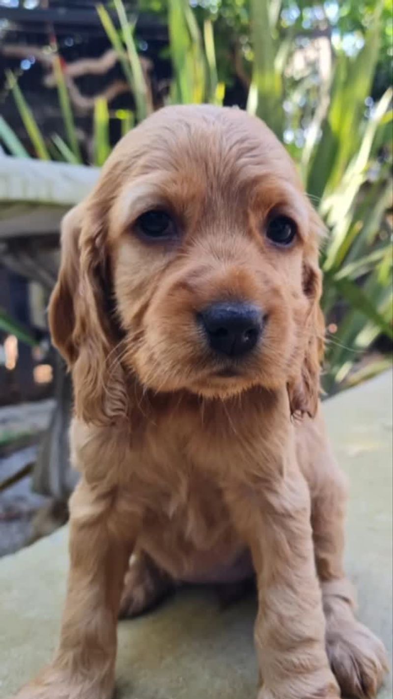 Cocker Spaniel