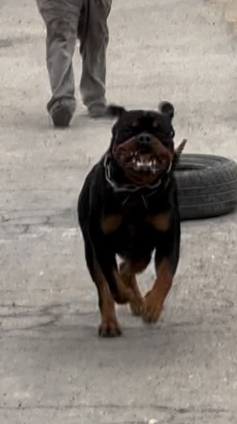 Rottweiler