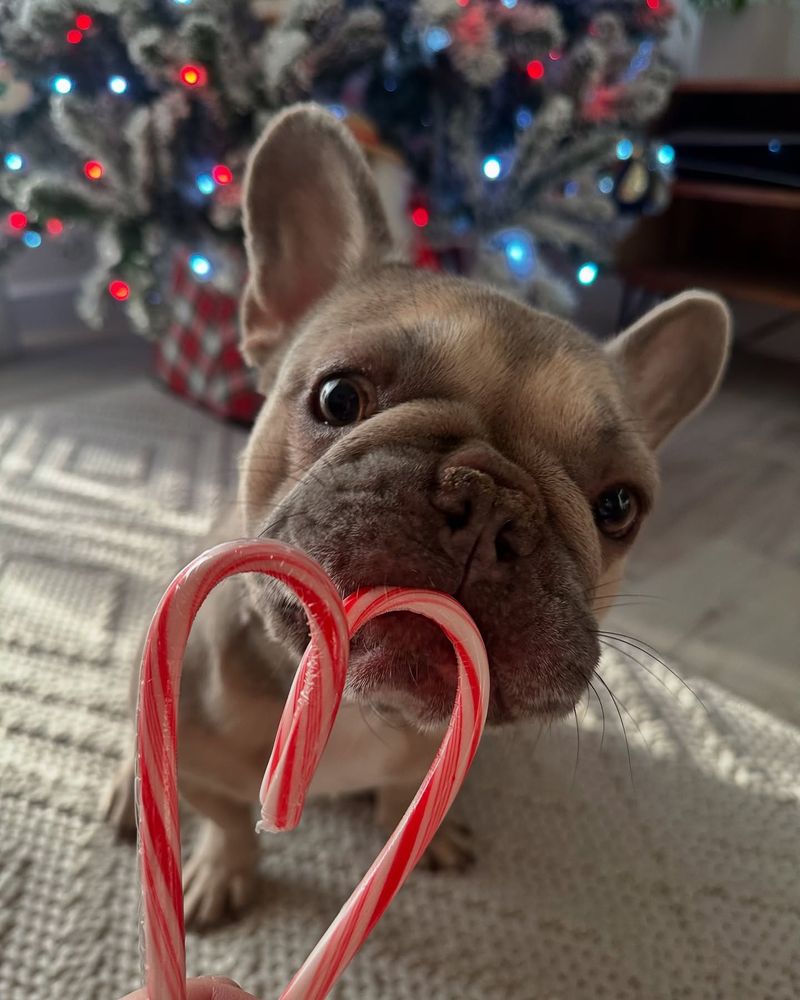French Bulldog