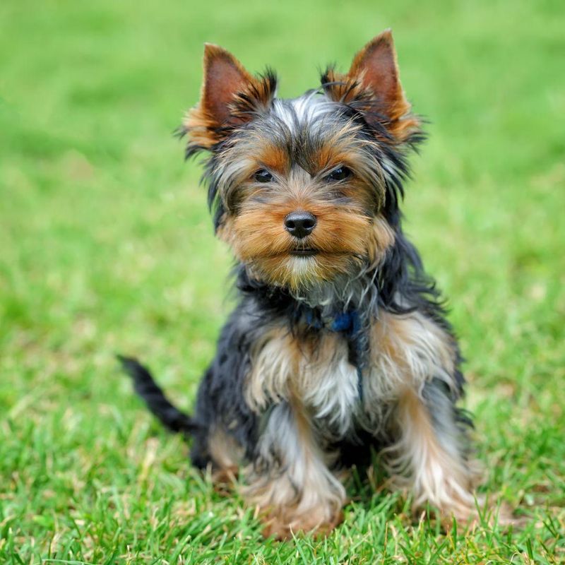 Yorkshire Terrier