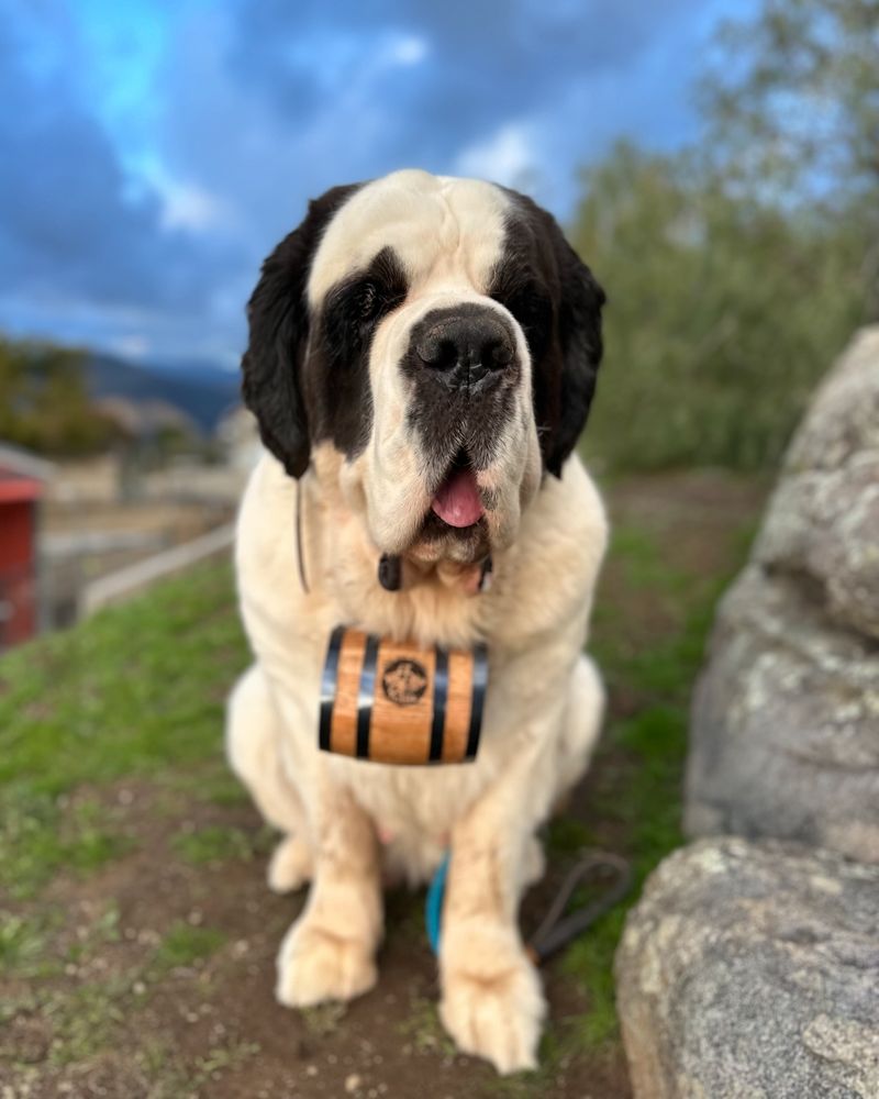 Saint Bernard