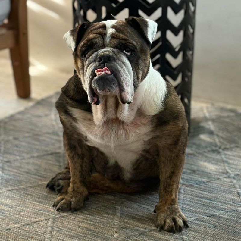 Bulldog