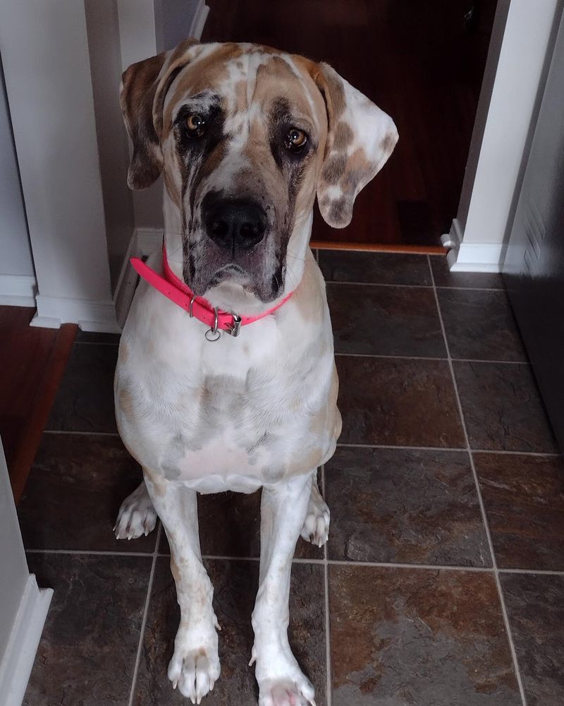 Great Dane