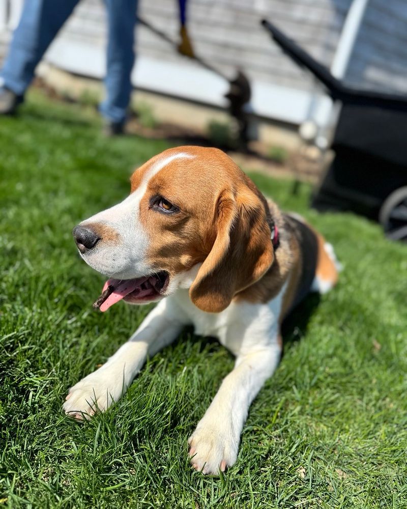 Beagle