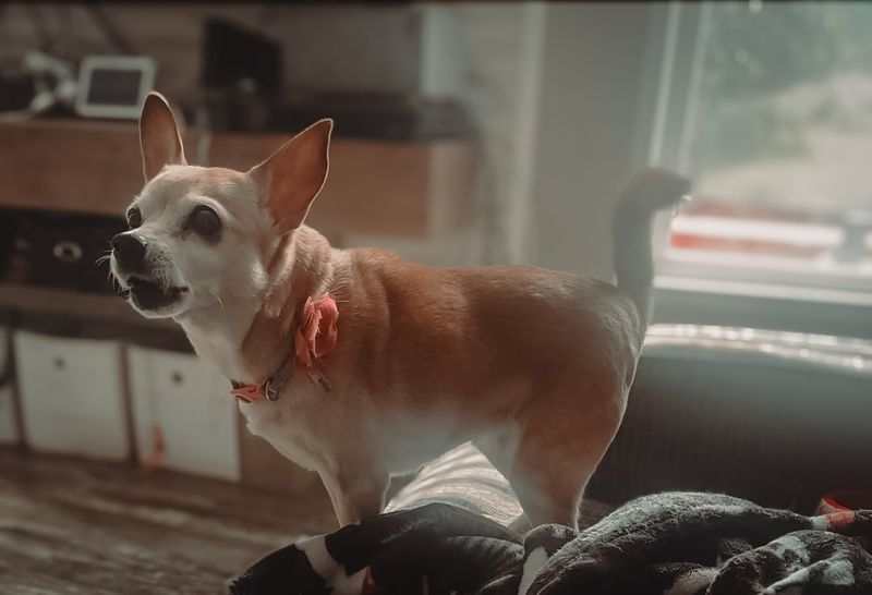 Chihuahua