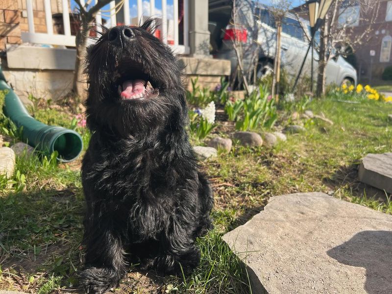 Scottish Terrier