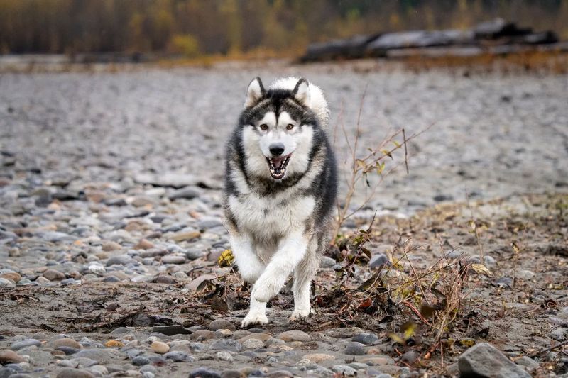 Alaskan Malamute