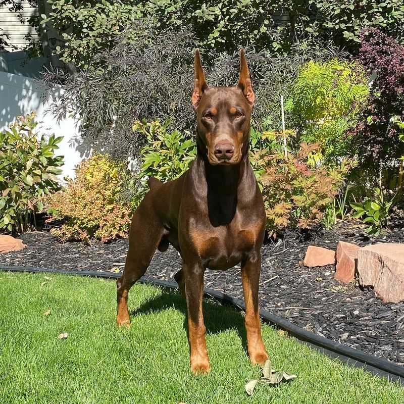 Doberman: The Protector