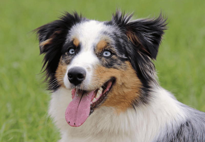 Australian Shepherd