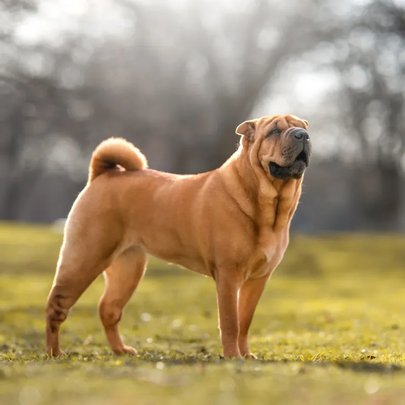 Shar Pei