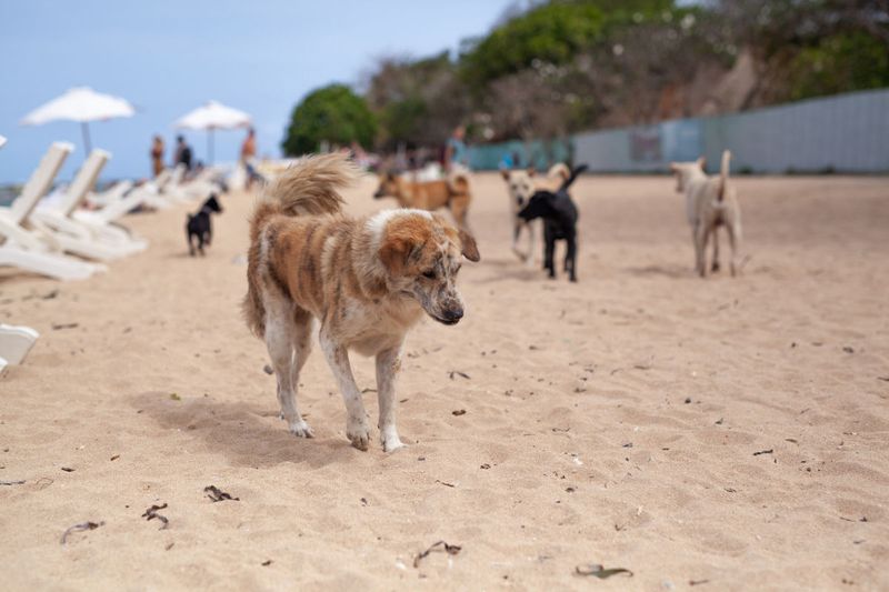 Bali Street Dogs