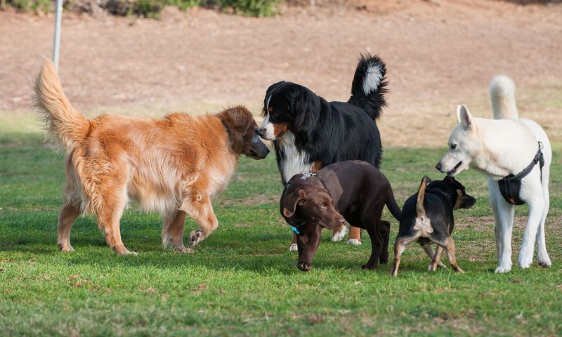 Area 1: Socialization Opportunities