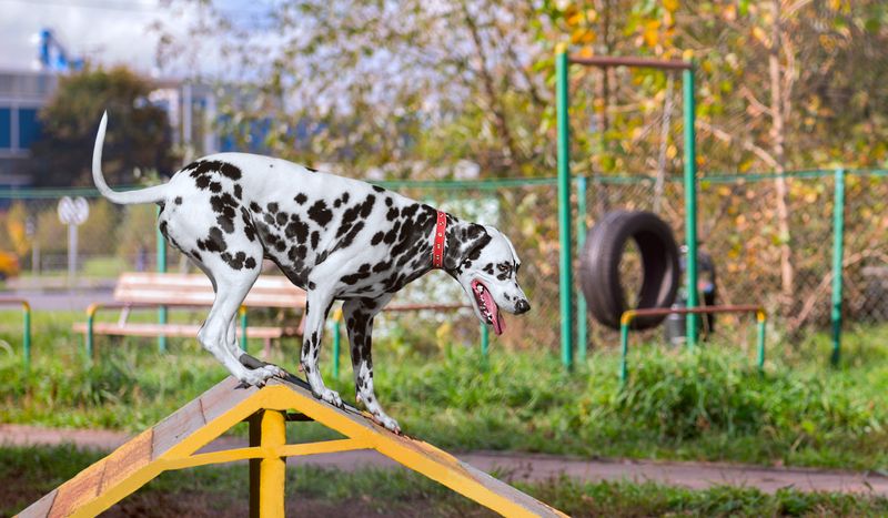 Area 11: Environmental Enrichment